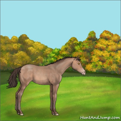 Horse Color:Amber Champagne Rabicano 