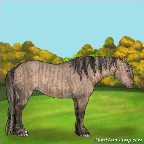 Horse Color:Liver Red Dun  and Bay Dun 
