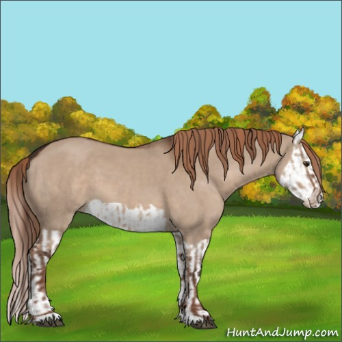 Horse Color:Liver Red Dun  and Liver Red Dun Splash 