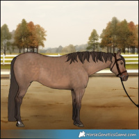 Horse Color:Liver Red Dun  and Liver Red Dun 