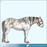 Horse Color:Buckskin Sabino Splash Rabicano  and Buckskin Sabino Splash 