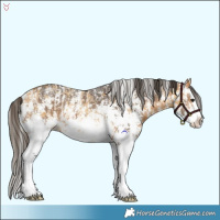 Horse Color:Buckskin Sabino Splash Rabicano  and Buckskin Sabino Splash 