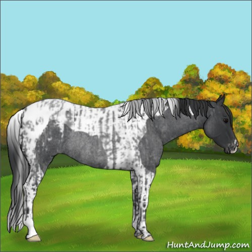 Horse Color:Blue Roan Appaloosa Rabicano  and Blue Roan Tobiano Rabicano 