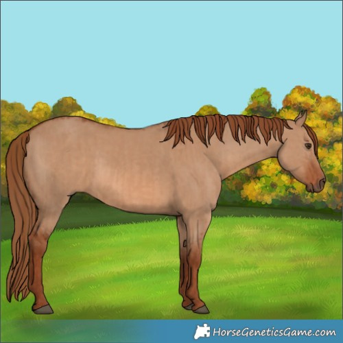 Horse Color:Red Dun  and Red Dun 