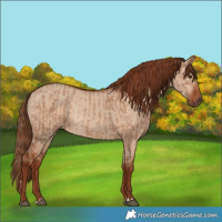 Horse Color:Red Dun  and Red Dun 