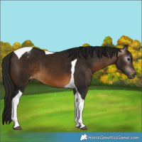 Horse Color:Gray Buckskin Tobiano Appaloosa