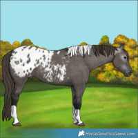 Horse Color:Gray Smoky Grullo Tobiano Appaloosa 