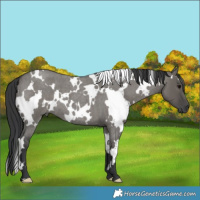 Horse Color:White Spotted Grullo Roan 