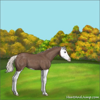 Horse Color:Silver Black Splash 