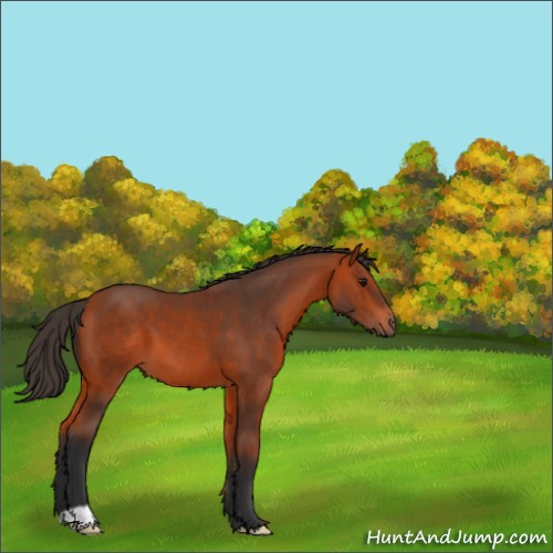 Horse Color:Bay 