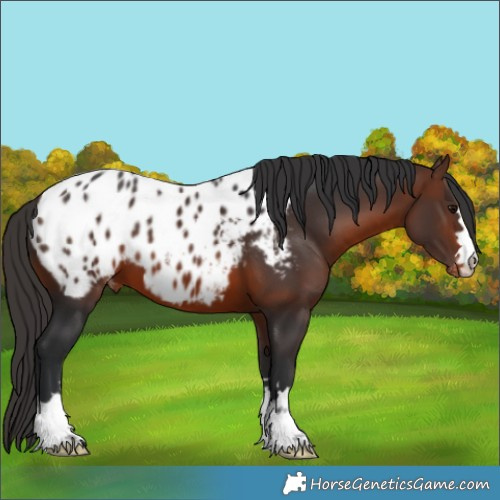 Horse Color:Brown Appaloosa 