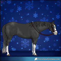 Horse Color:Black Splash 