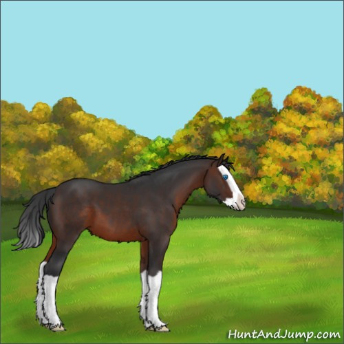 Horse Color:Brown Splash 