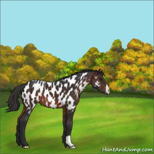 Horse Color:Brown Appaloosa 