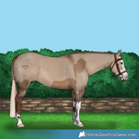 Horse Color:Liver Red Dun  and Liver Red Dun Splash 