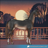 Horse Color:Liver Chestnut Tobiano 