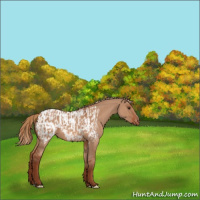 Horse Color:Red Dun  and Red Dun Appaloosa 