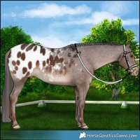 Horse Color:Liver Chestnut Blanket Rabicano 
