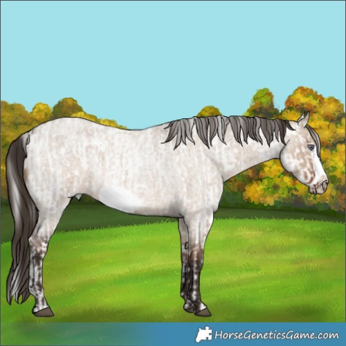 Horse Color:White Spotted Liver Red Dun Chinchilla Mushroom Brindle  and Liver Red Dun Roan Frame 