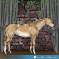 Horse Color:White Spotted Chocolate Palomino Dun Tobiano 