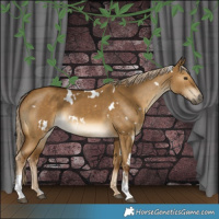 Horse Color:White Spotted Chocolate Palomino Dun Tobiano 