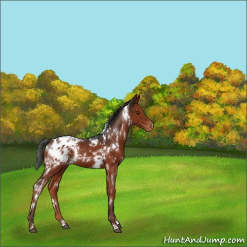 Horse Color:White Spotted Liver Chestnut Appaloosa 