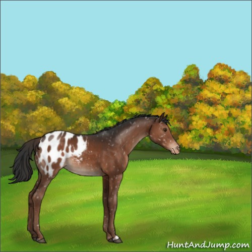 Horse Color:Liver Chestnut Sabino Appaloosa 