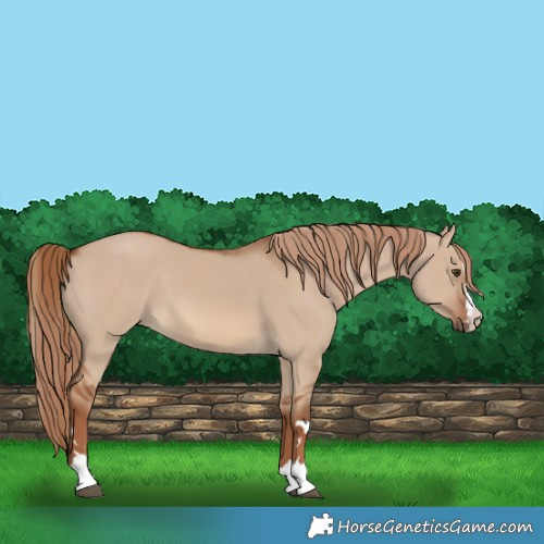 Horse Color:Red Dun
