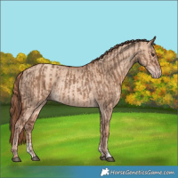 Horse Color:Liver Red Dun Rabicano  and Gold Champagne Dun Rabicano 