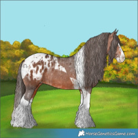 Horse Color:Bay Splash Tobiano Appaloosa  and Bay Splash Tobiano Appaloosa 