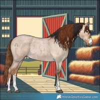 Horse Color:Bay Roan Dun  and Red Dun Roan 