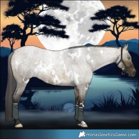 Horse Color:White Spotted Buckskin Roan Dun Rabicano 