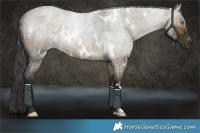 Horse Color:White Spotted Buckskin Roan Dun Rabicano 