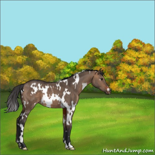 Horse Color:White Spotted Brown Dun 