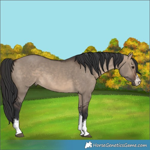 Horse Color:Brown Dun Sabino 