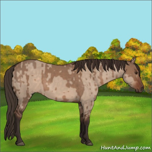 Horse Color:Liver Red Dun  and Liver Red Dun 