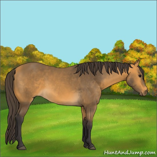 Horse Color:Buckskin 