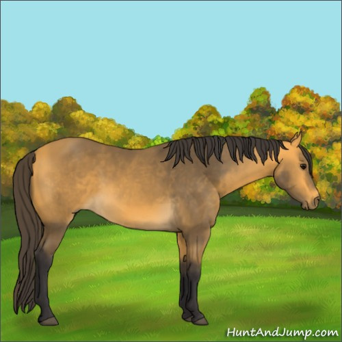 Horse Color:Buckskin 