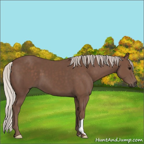 Horse Color:Silver Black