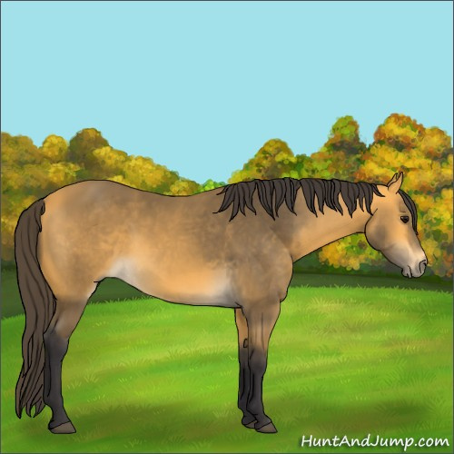 Horse Color:Buckskin