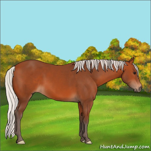 Horse Color:Silver Bay 
