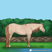 Horse Color:Red Dun  and Gold Champagne Dun 