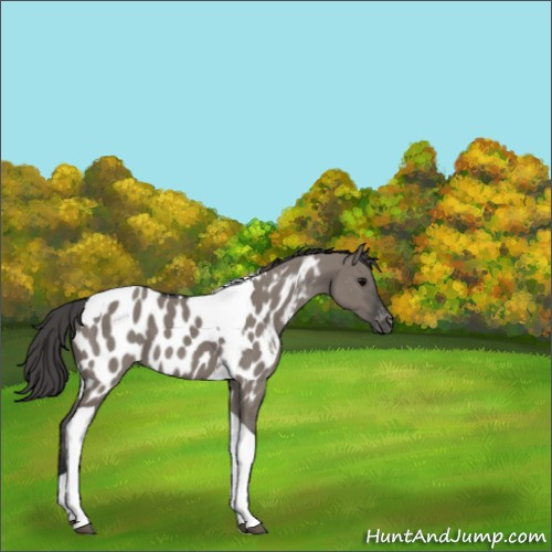 Horse Color:Grullo Tobiano Appaloosa 