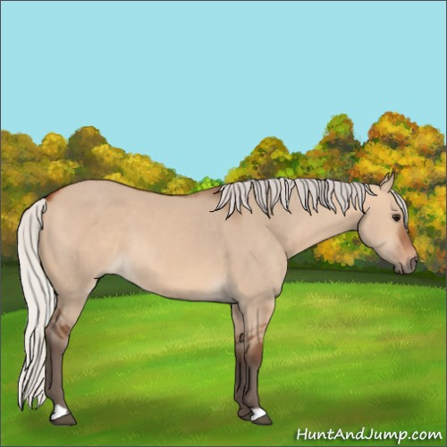 Horse Color:Silver Bay Dun 