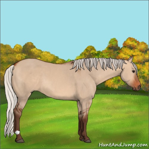 Horse Color:Silver Bay Dun 