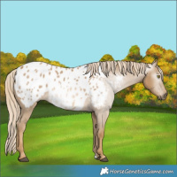 Horse Color:Gray Palomino Appaloosa