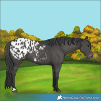 Horse Color:Black Blanket 