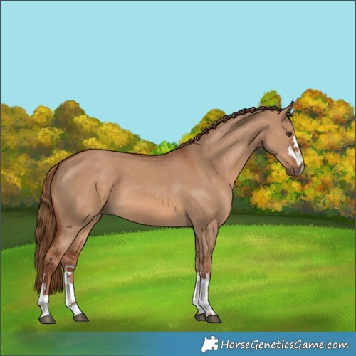 Horse Color:Red Dun  and Red Dun 