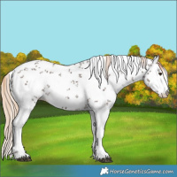 Horse Color:White Spotted Liver Chestnut Sabino