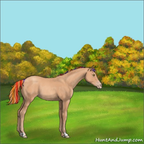 Horse Color:Painted Gold Champagne Rabicano 